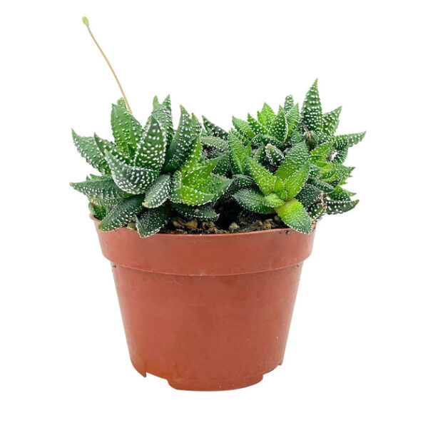 Haworthia attenuata Enon - Image 2