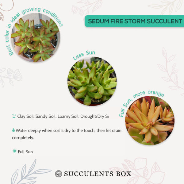 Sedum Fire Storm Succulent - Image 9