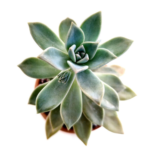 Ghost Plant Graptopetalum Paraguayense - Image 5