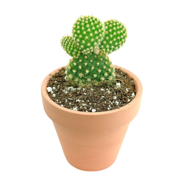 Golden Angel Wing Cactus - Image 3