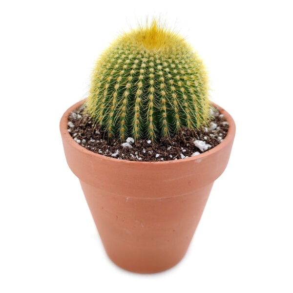 Golden Ball Cactus Echinocactus - Image 3