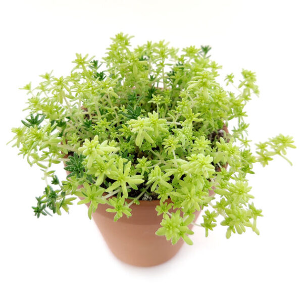 Sedum Golden Moss Succulent - Image 3