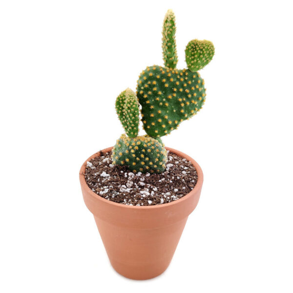 Golden Angel Wing Cactus - Image 4