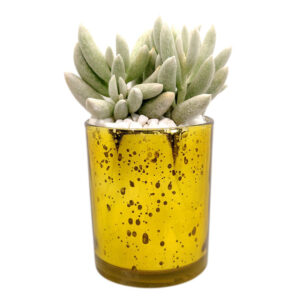 Gold Sparkly Pot