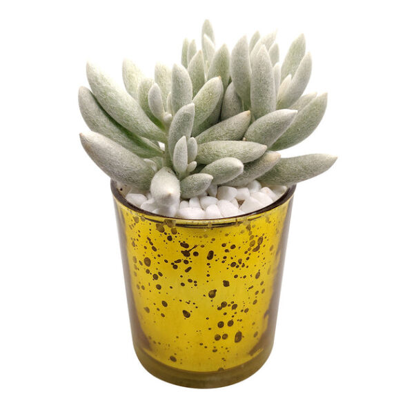Gold Sparkly Pot - Image 2