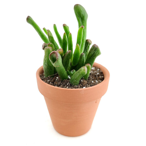 Gollum Jade Crassula - Image 3