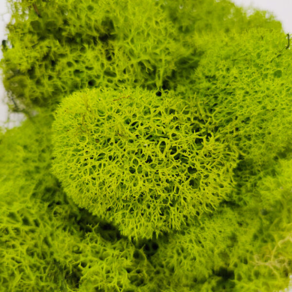 Green Preserved Reindeer Moss - Image 3