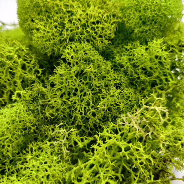 Green Preserved Reindeer Moss - Image 2
