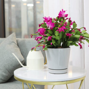6 inch Gray Minimalist Pot with Saucer