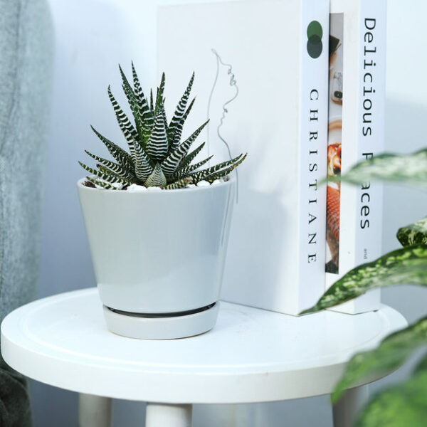 Haworthia Zebra Plant - Image 2