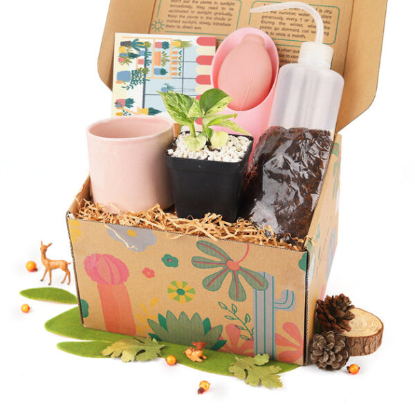 Houseplant Beginner Kit Gift Box - Image 6