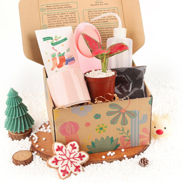 Houseplant Beginner Kit Gift Box - Image 4