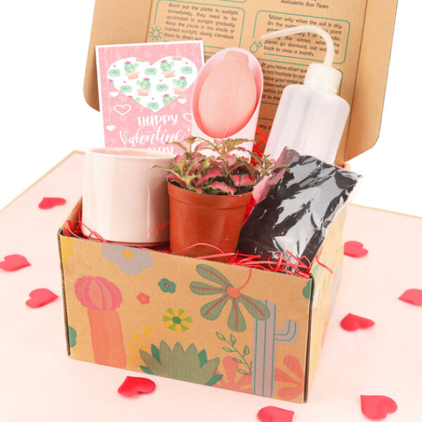 Houseplant Beginner Kit Gift Box - Image 3