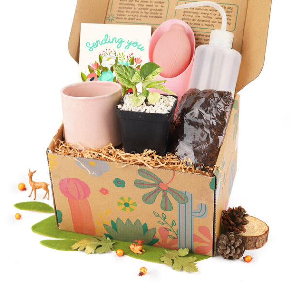 Houseplant Beginner Kit Gift Box - Image 5