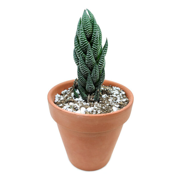 Haworthia Pumila African Pearl - Image 4