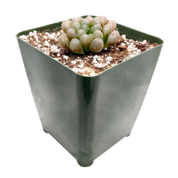 Haworthia Cooperi Var. Obtusa - Image 2