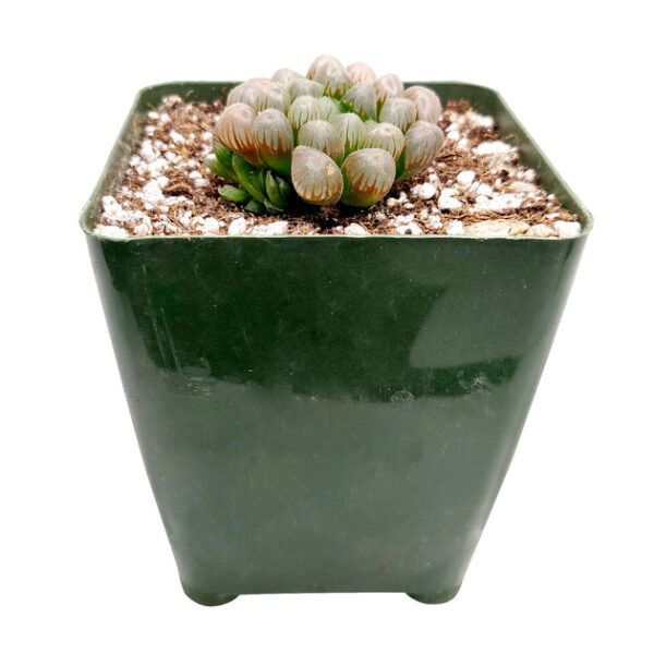 Haworthia Cooperi Var. Obtusa - Image 4