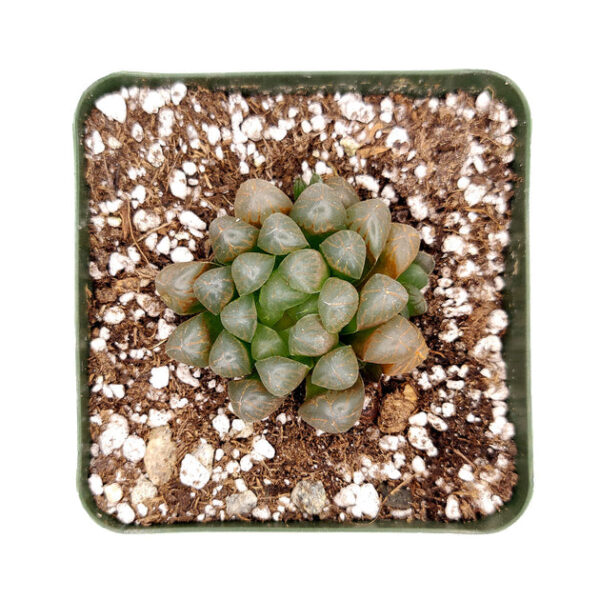 Haworthia Cooperi Var. Obtusa - Image 5