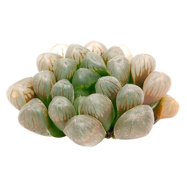 Haworthia Cooperi Var. Obtusa - Image 3