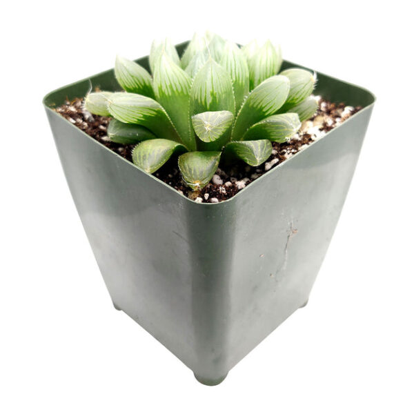 Haworthia cooperi var. retusa - Image 2
