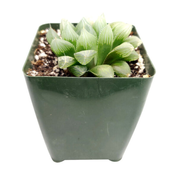 Haworthia cooperi var. retusa - Image 4