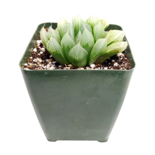 Haworthia cooperi var. retusa - Image 6