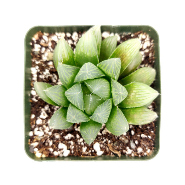 Haworthia cooperi var. retusa - Image 3