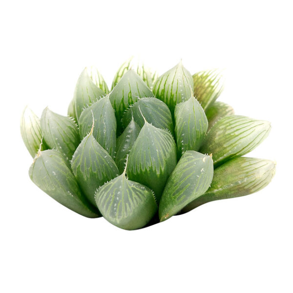 Haworthia cooperi var. retusa - Image 5