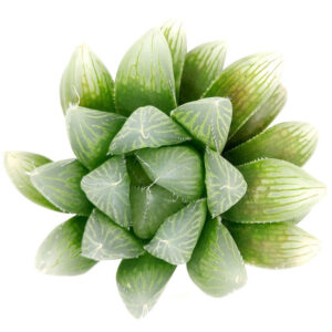 Haworthia cooperi var. retusa