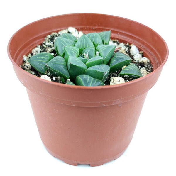 Haworthia Retusa - Image 2