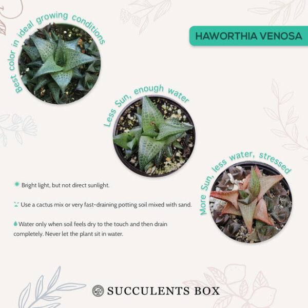 Haworthia Venosa Succulent - Image 6