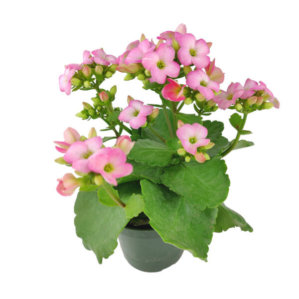 Kalanchoe blossfeldiana 'Calandiva Pink' - Image 6