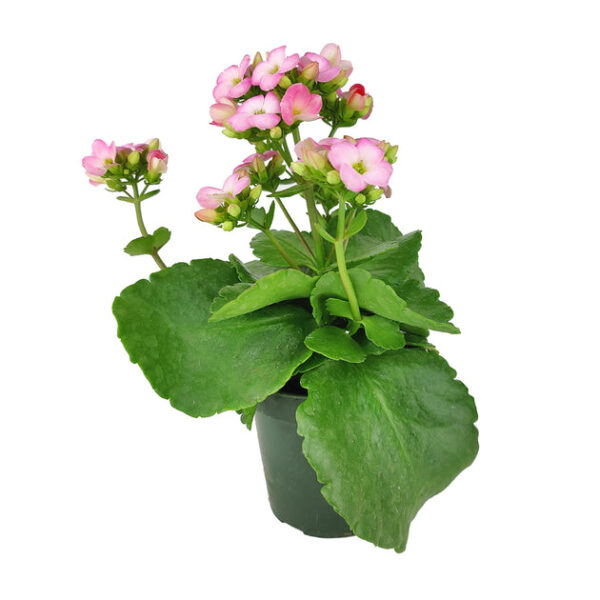 Kalanchoe blossfeldiana 'Calandiva Pink' - Image 5