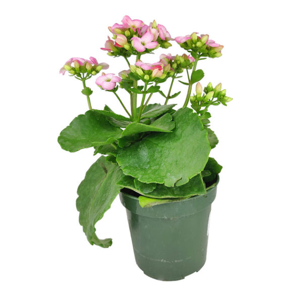 Kalanchoe blossfeldiana 'Calandiva Pink' - Image 7