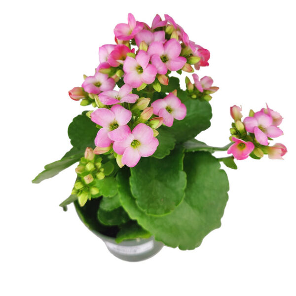 Kalanchoe blossfeldiana 'Calandiva Pink' - Image 4