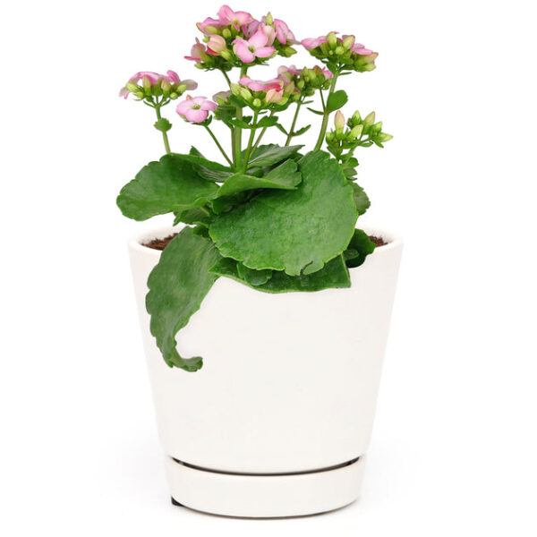 Kalanchoe blossfeldiana 'Calandiva Pink' - Image 9