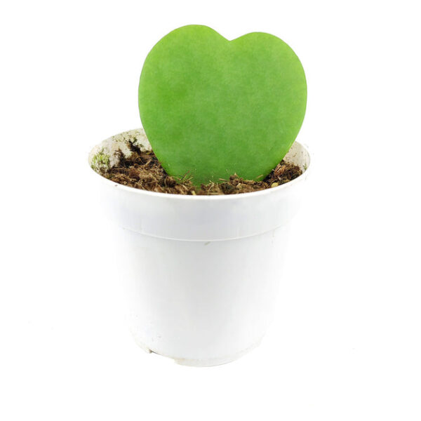 Hoya Kerrii Heart - Image 3