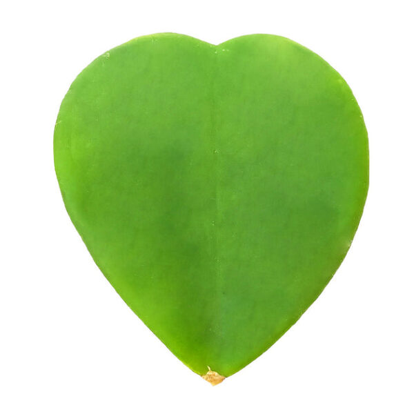 Hoya Kerrii Heart - Image 6