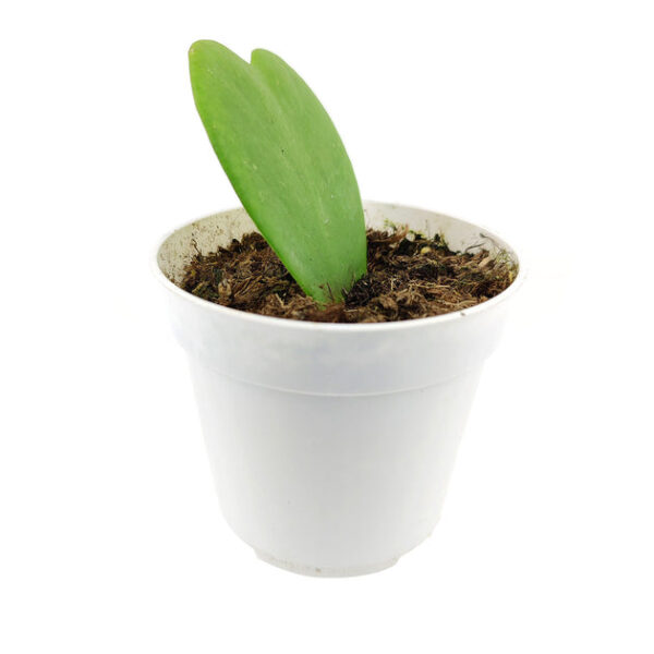 Hoya Kerrii Heart - Image 5