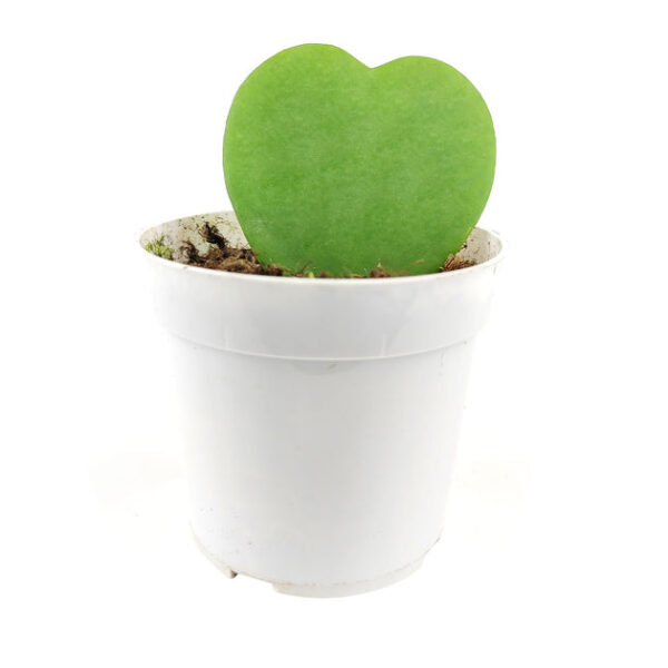 Hoya Kerrii Heart - Image 4