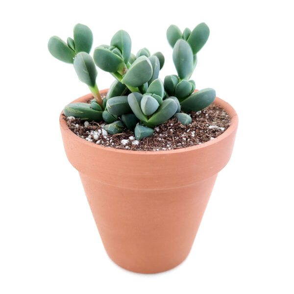 Ice Plant Corpuscularia Lehmannii - Image 3