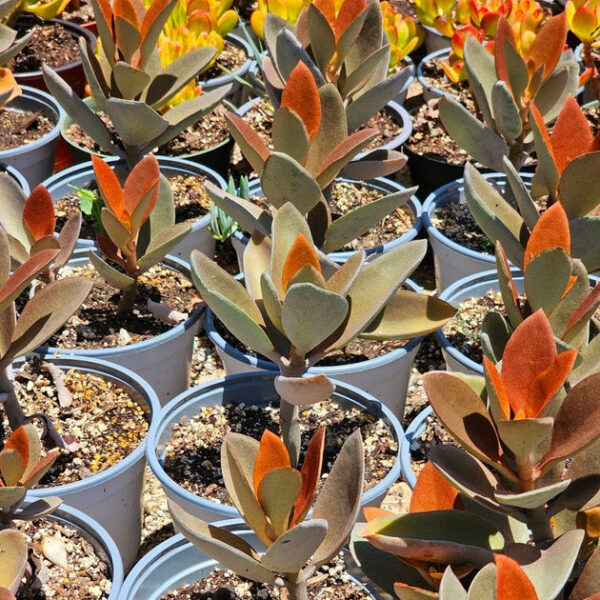 Kalanchoe orgyalis Copper Spoons - Image 2