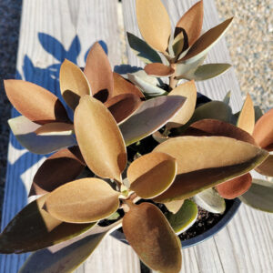 Kalanchoe orgyalis Copper Spoons