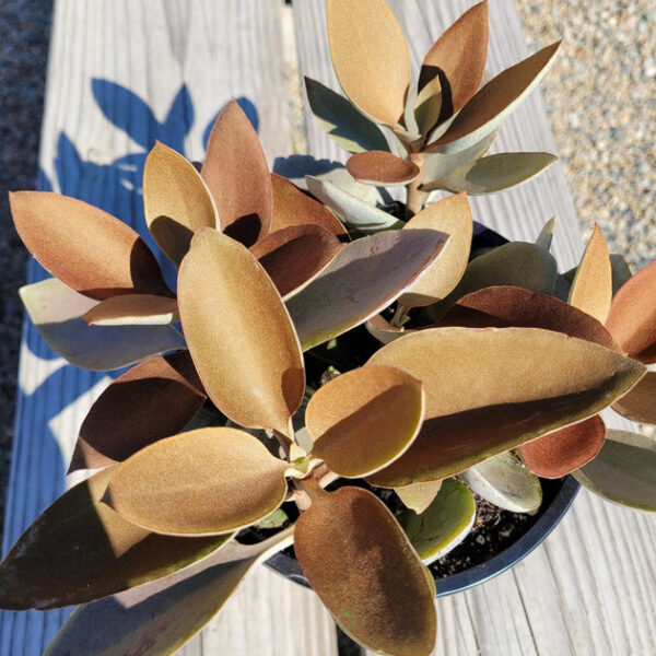 Kalanchoe orgyalis Copper Spoons
