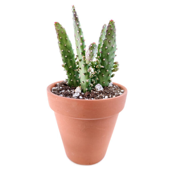 Joseph's Coat Cactus - Image 5