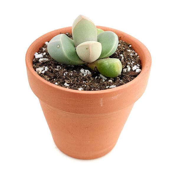 Karoo Rose Lapidaria margaretae Cactus - Image 2