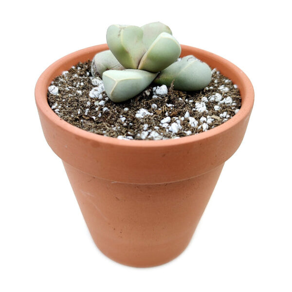 Karoo Rose Lapidaria margaretae Cactus - Image 3