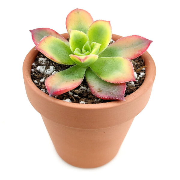 Aeonium Kiwi Haworthii - Image 4