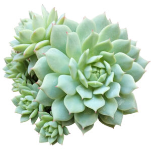 Echeveria Painted Lady