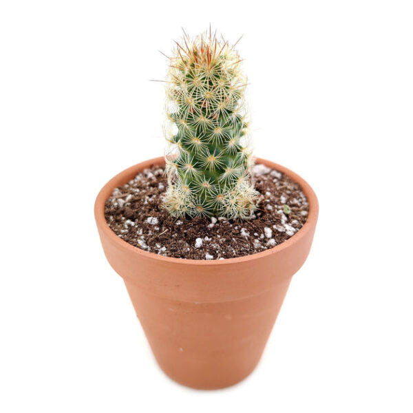 Lady Fingers Cactus Mammillaria Elongata - Image 3